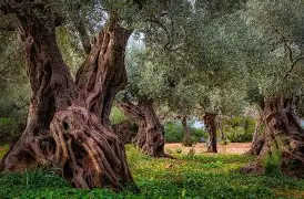 九游体育app-马略卡岛百科